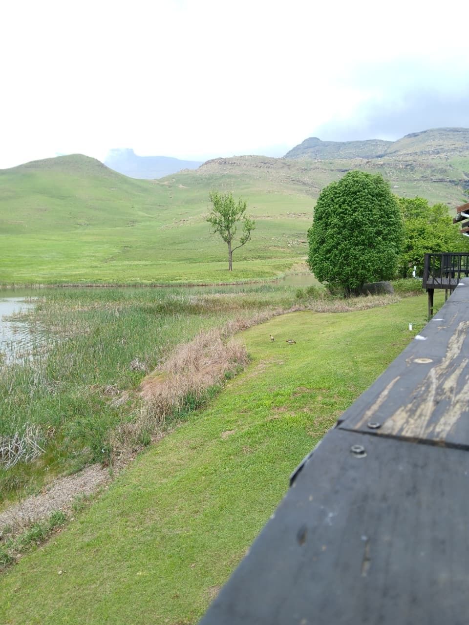 A grassy landscape with a pond, a tree, and hills in the background.