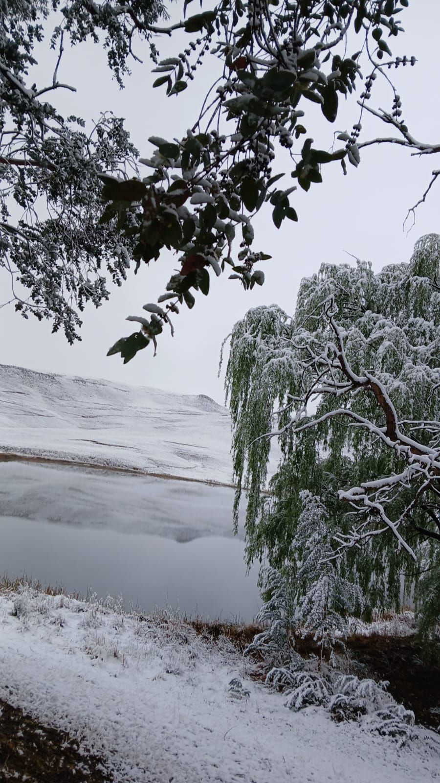 Paisaje nevado con un cuerpo de agua y árboles.