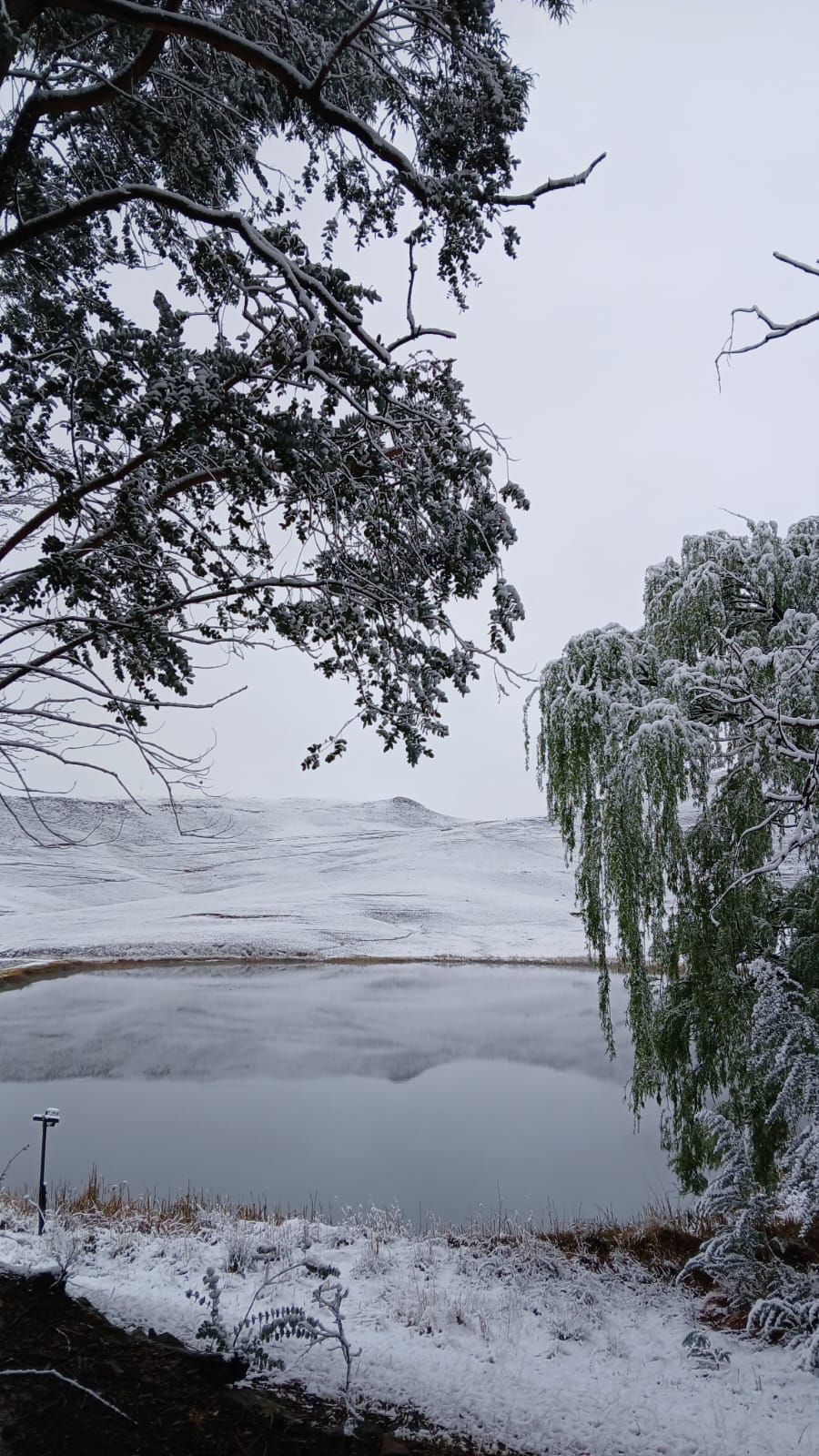 A snowy landscape with a body of water, trees, and a distant hill.