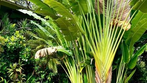 A lush garden with large banana plants and various tropical foliage. - Peaceful Retreat • 5 min Walk to Town, Pier & Beach • Free Parking (Kailua-Kona)