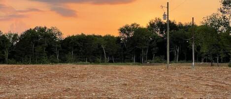 Un champ dégagé avec un sol en terre et une rangée d’arbres en arrière-plan.