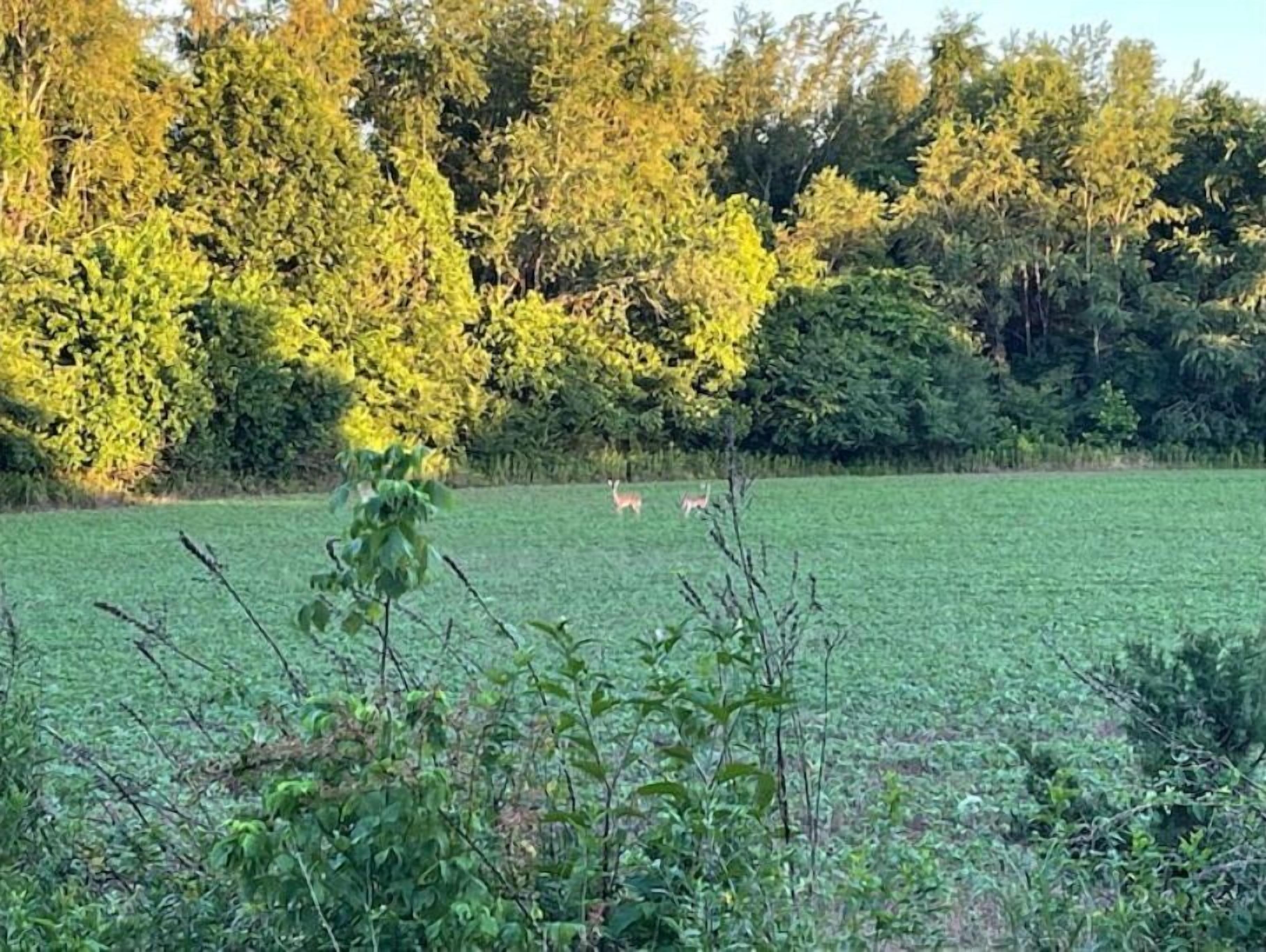 Un champ herbeux avec des arbres en arrière-plan.