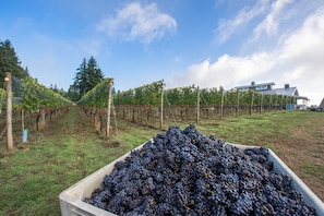 Rows of lush grapevines stretch out to the horizon, surrounding a container filled with fresh grapes.