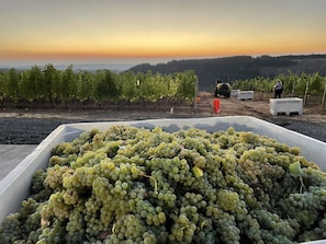 Experience the serene vineyard atmosphere, surrounded by lush greenery and rows of vines.