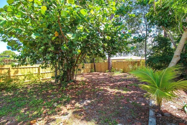 A backyard with a wooden fence, a large tree, and a small palm plant.