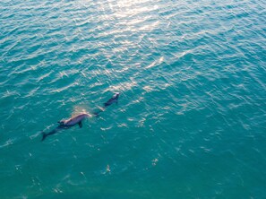 Une vue sur l’océan où l’on aperçoit des dauphins qui nagent.