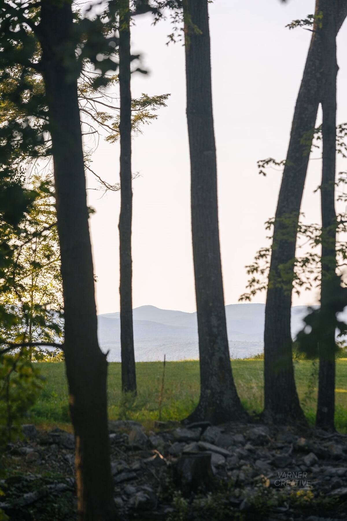 Un bosque con árboles altos y una vista de un paisaje lejano.