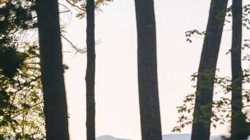Un bosque con árboles altos y una vista de un paisaje lejano.