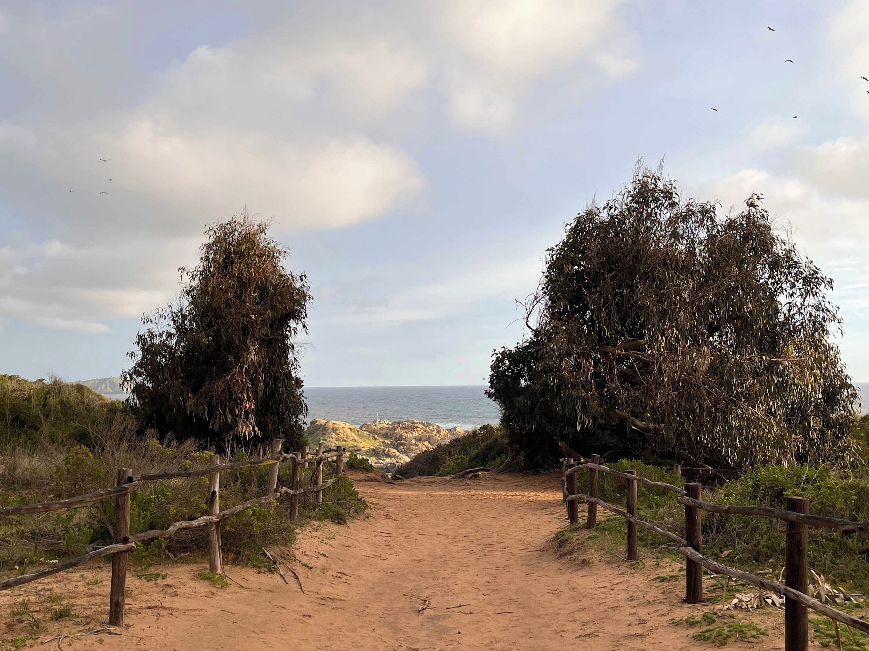 A dirt path leading to a beach with a wooden fence on either side.