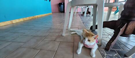 A cat lying on a tiled floor with a blue wall and white chairs in the background.