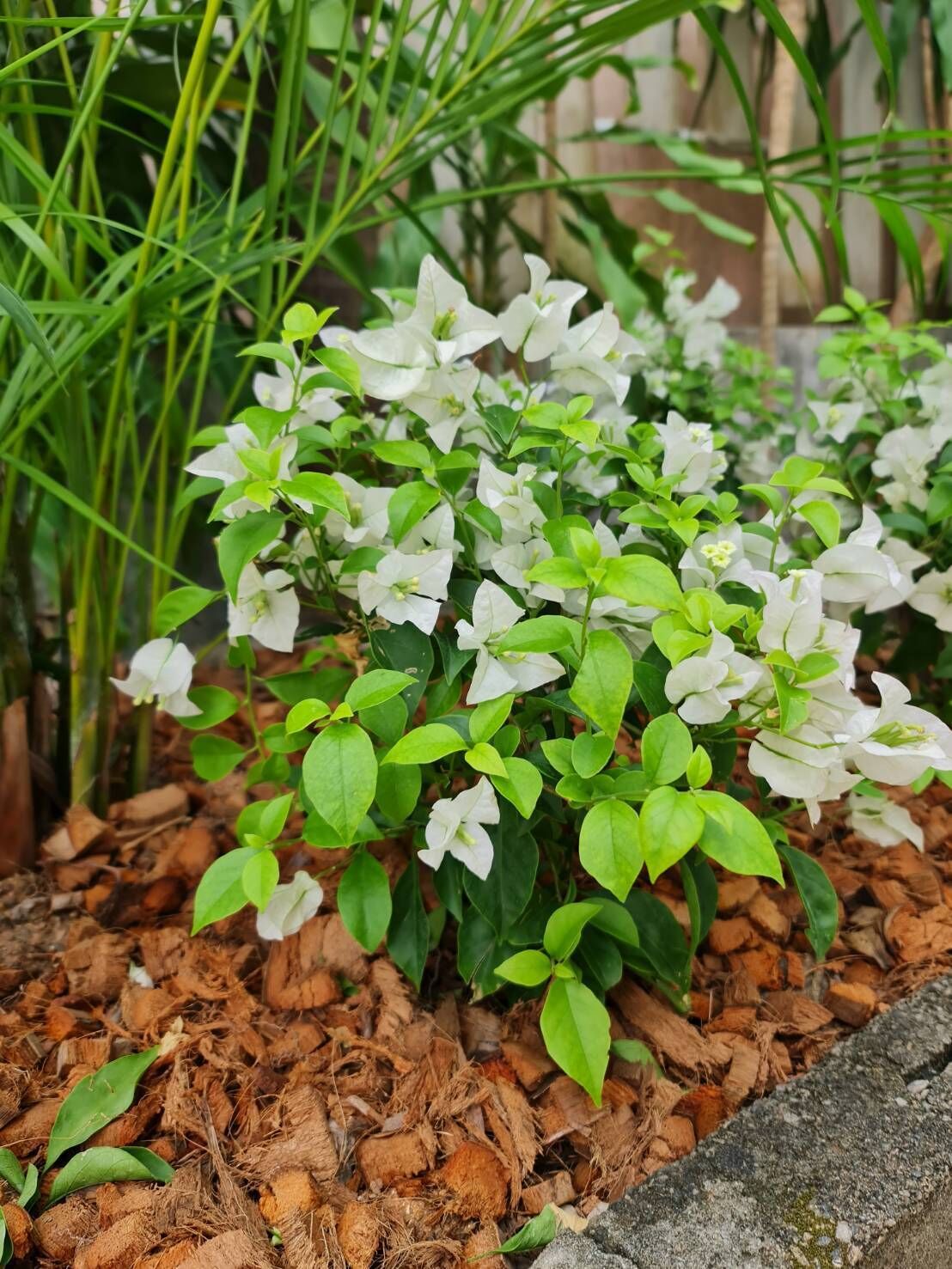 A garden with white flowers and green foliage.