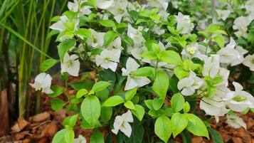 A garden with white flowers and green foliage.