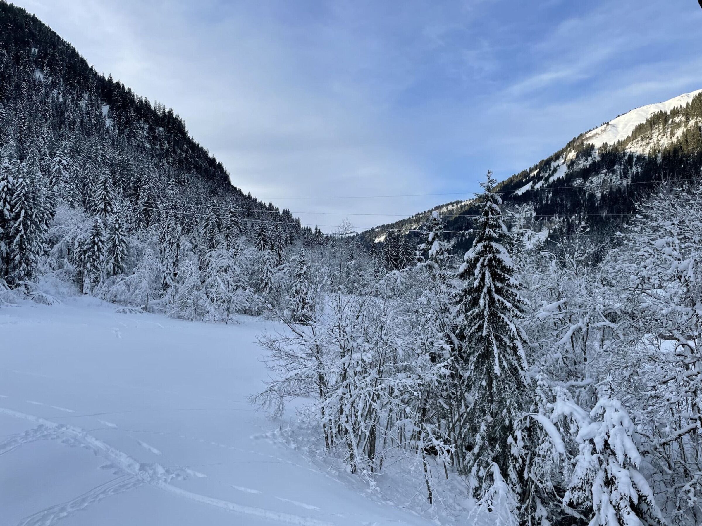 A snowy landscape with dense forests and mountains in the background.