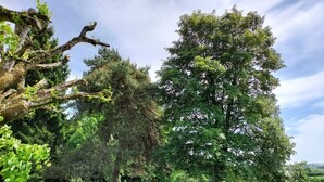 Un paisaje verde y exuberante con árboles maduros y una zona ajardinada bien cuidada.