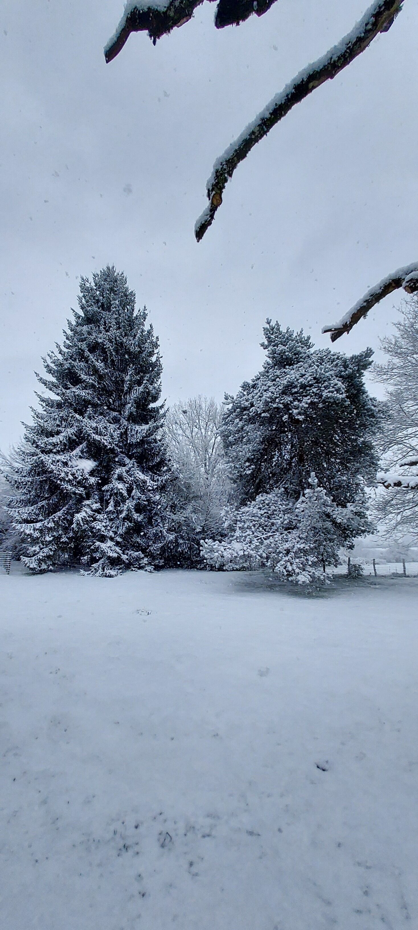 Un paysage enneigé avec des arbres et une clôture.