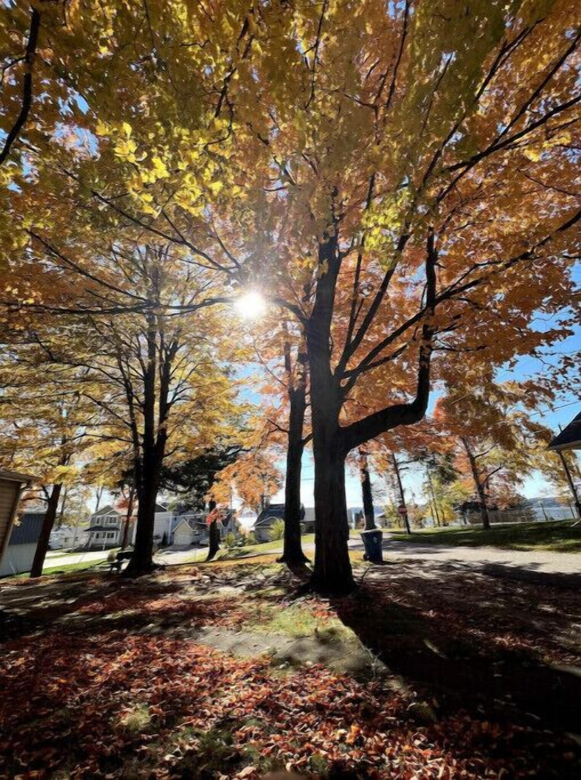 A park with trees displaying autumn foliage, a pathway, and a distant view of houses.
