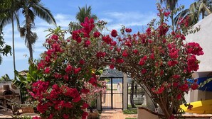 Un camino pavimentado que conduce a una entrada con portón, rodeado de buganvillas rosadas vibrantes y palmeras.