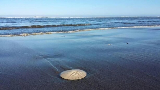 En strand med en enkelt snegl på sanden og havet i baggrunden.