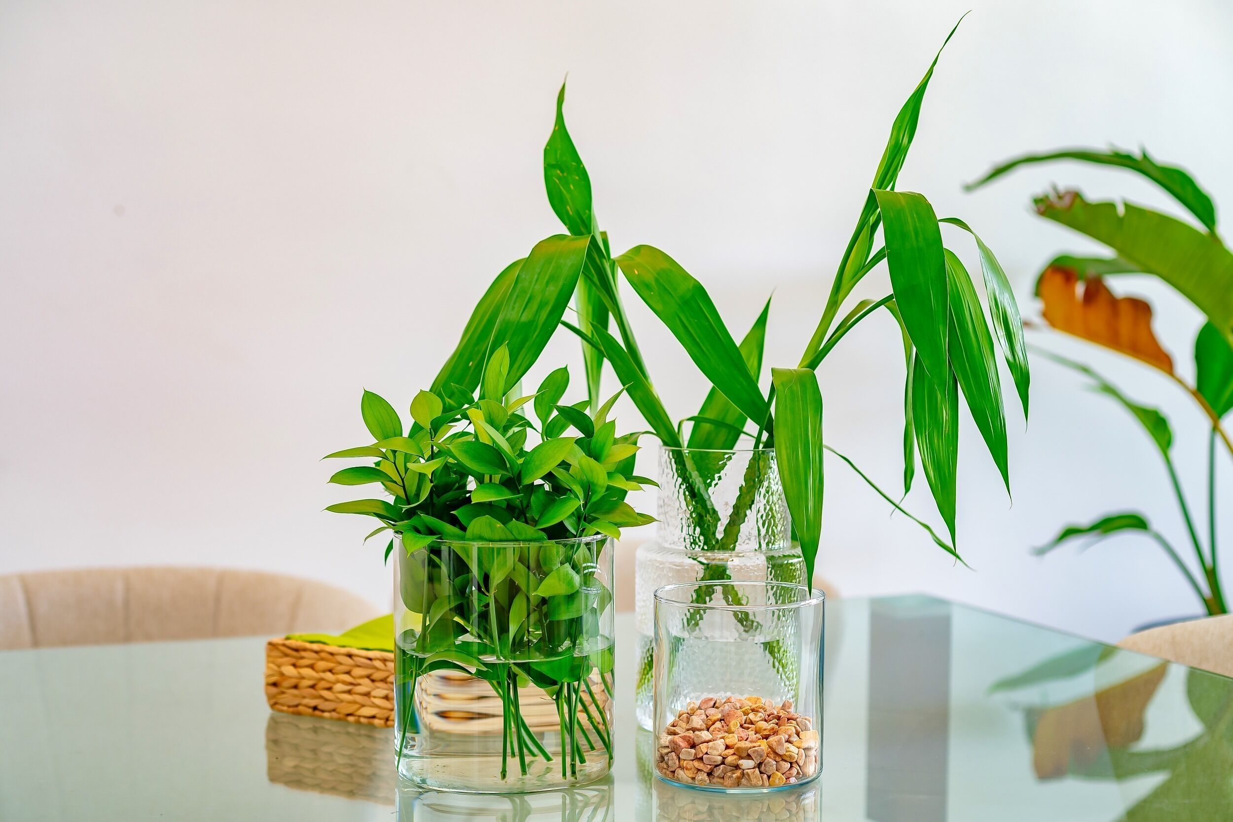 Two clear glass vases with green plants on a glass table.
