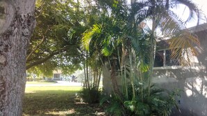Un espace jardin agrémenté d’un grand arbre, de palmiers et d’une pelouse.