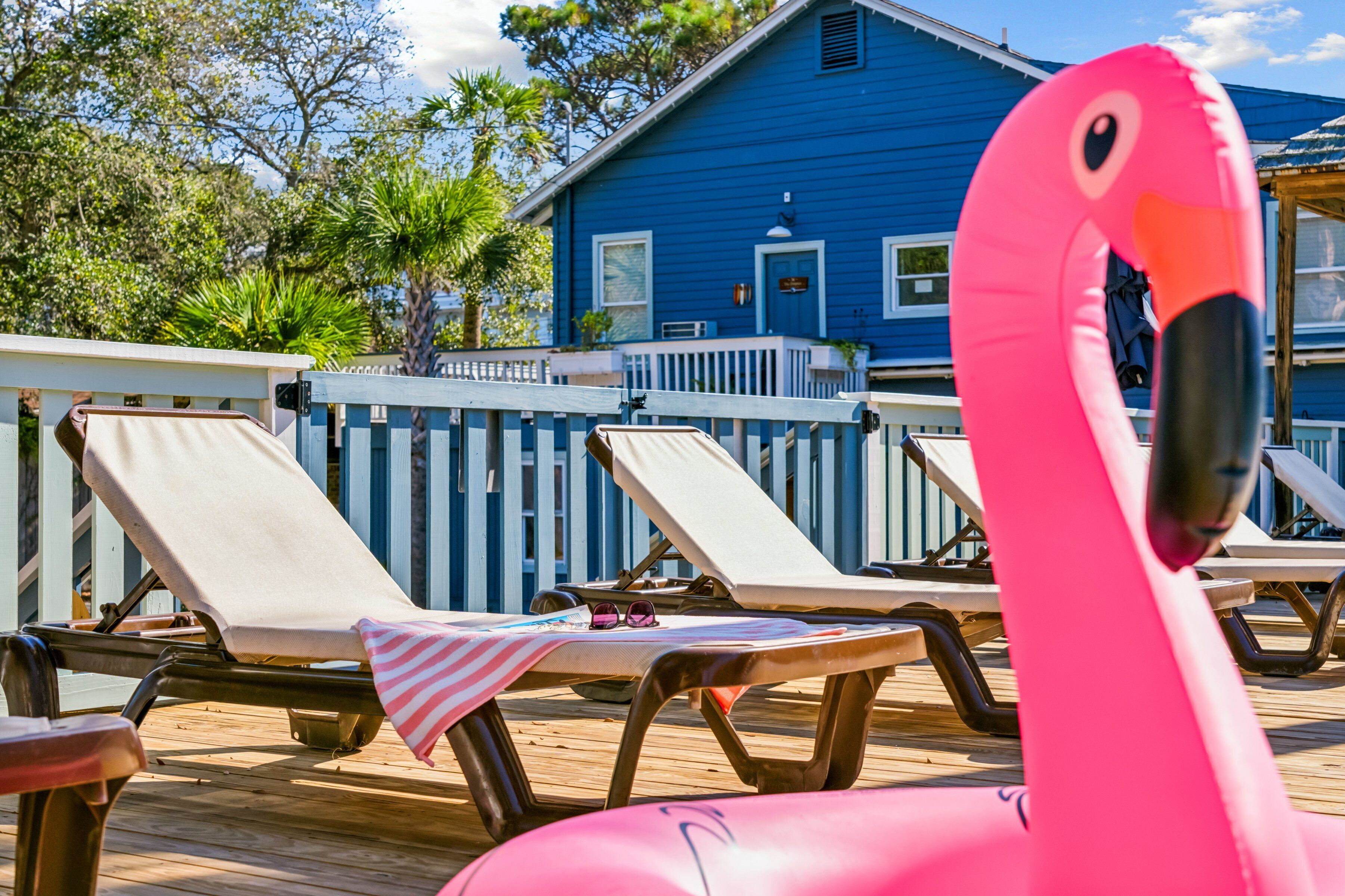 Flamingo