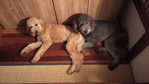 Two dogs lying on a wooden staircase. - AZZURRA (Miyakojima)