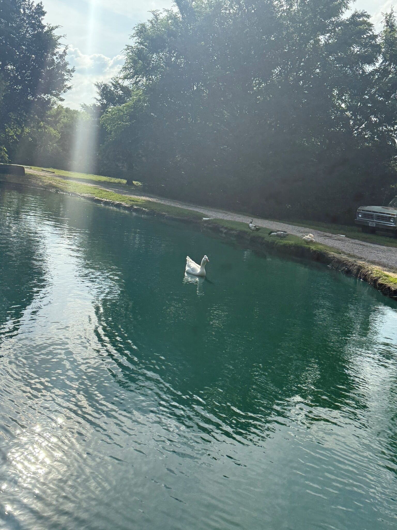 A serene lake with a swan swimming, surrounded by lush greenery and a clear sky.