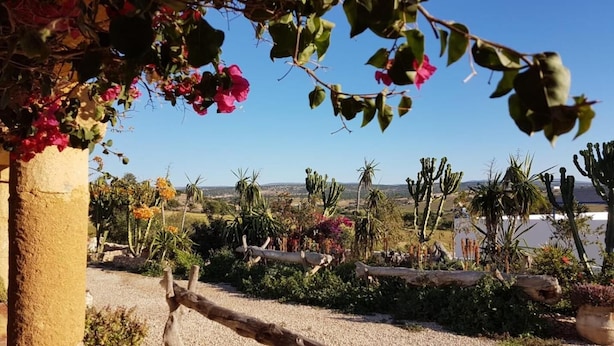 Un jardín con cactus, buganvillas y un cielo despejado.
