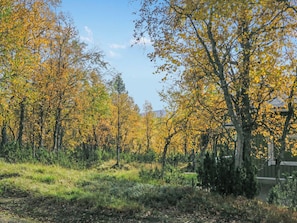 Un paisaje natural con árboles y hierba.