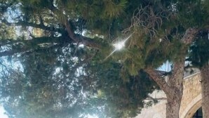 An outdoor seating area with tables and chairs, a large tree, and a stone building in the background. - Matan Rural Lodge (At-Tafilah)