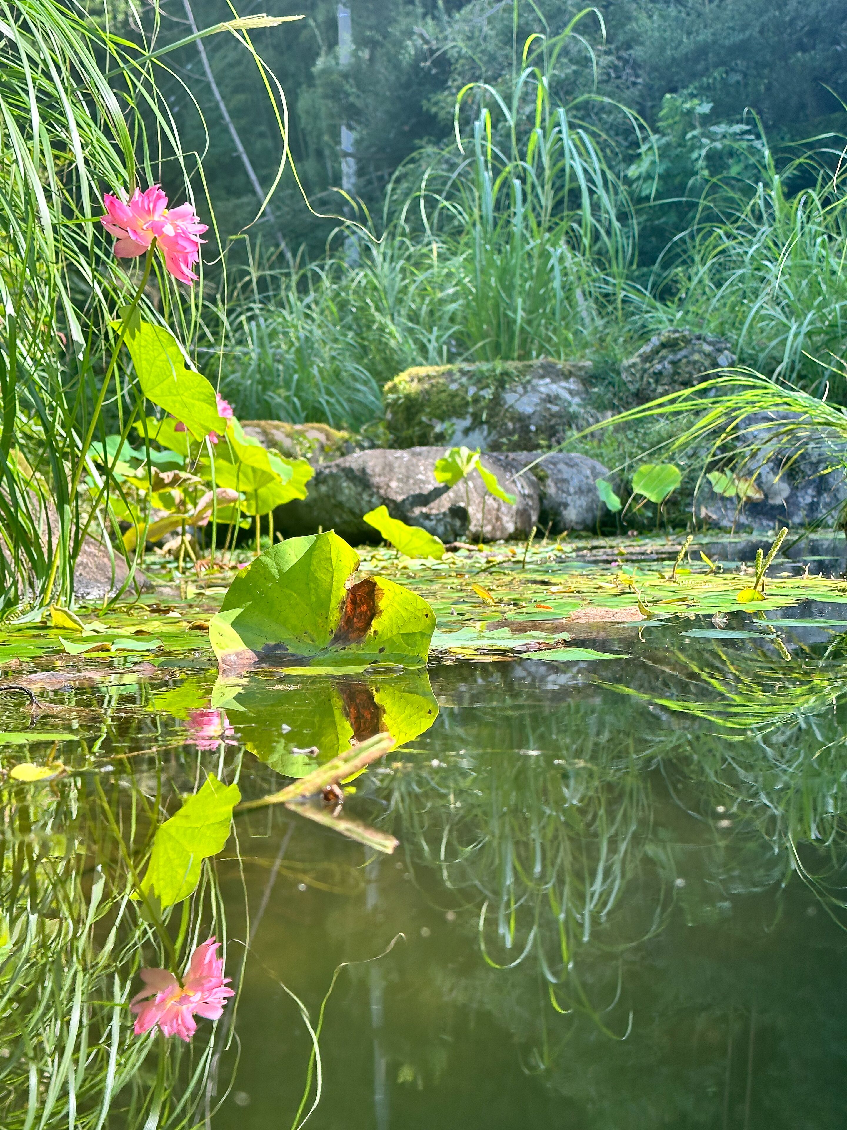 A pond with lily pads and pink flowers, surrounded by greenery and rocks.