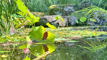 A pond with lily pads and pink flowers, surrounded by greenery and rocks.