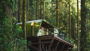 A glasshouse structure in a forest, supported by wooden beams. - Forest Lodges (Betws-Y-Coed)