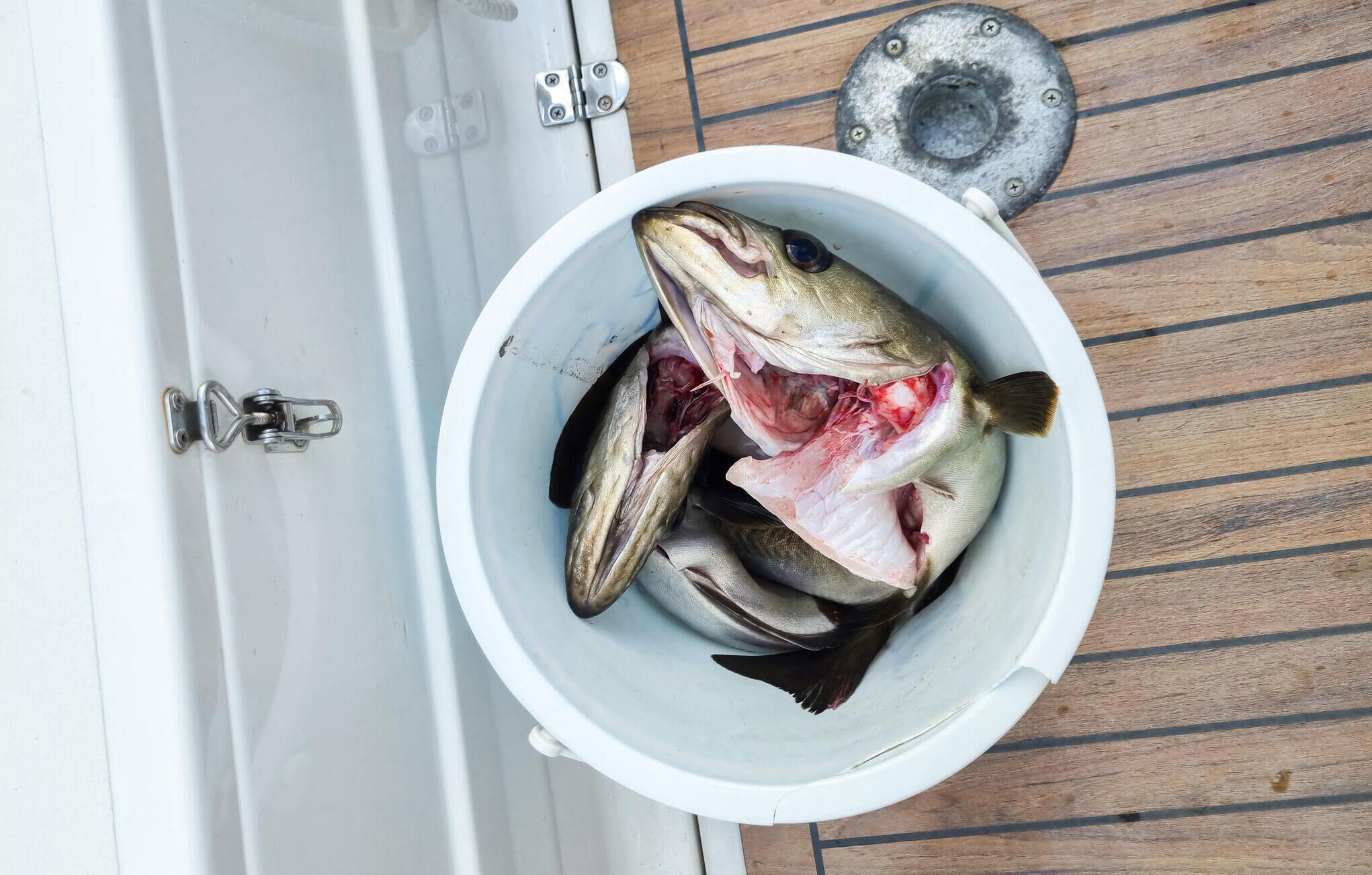 A bucket with fish on a wooden surface.