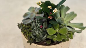 Une plante en pot, ornée de différentes espèces de plantes succulentes, est posée sur une table.