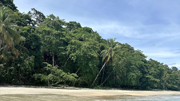 A beach with clear shallow water and dense tropical vegetation in the background. - KAÑIK APART HOTEL (Cahuita)