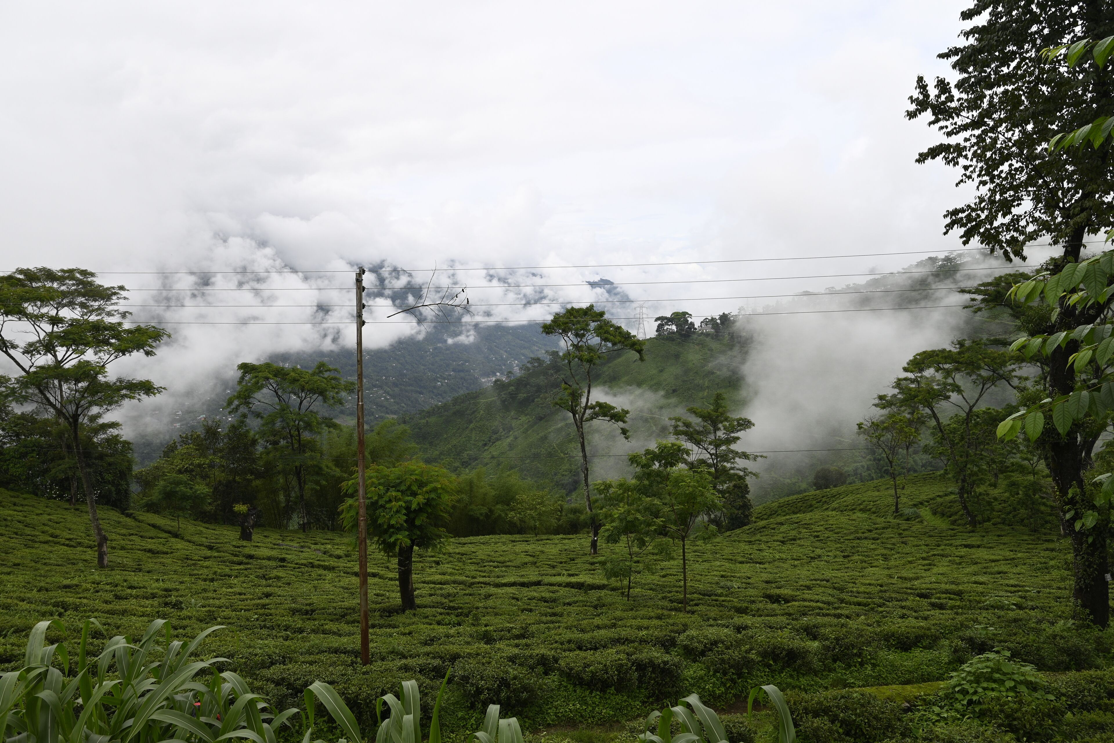 A lush green tea plantation with rolling hills and a misty atmosphere.
