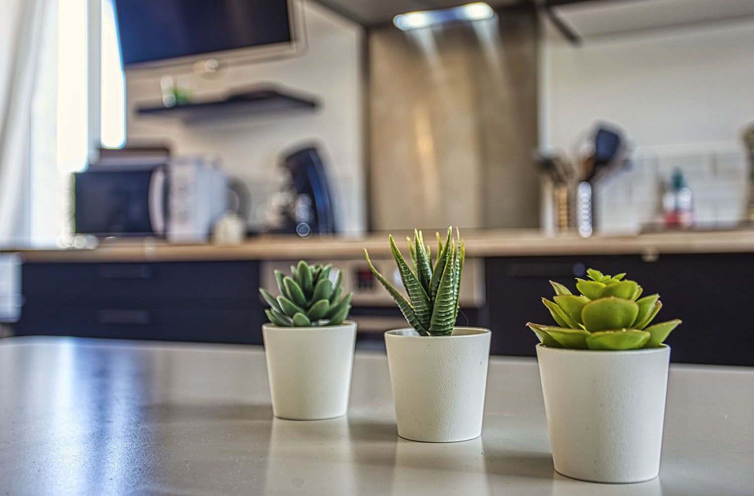 Three potted succulents on a kitchen counter.