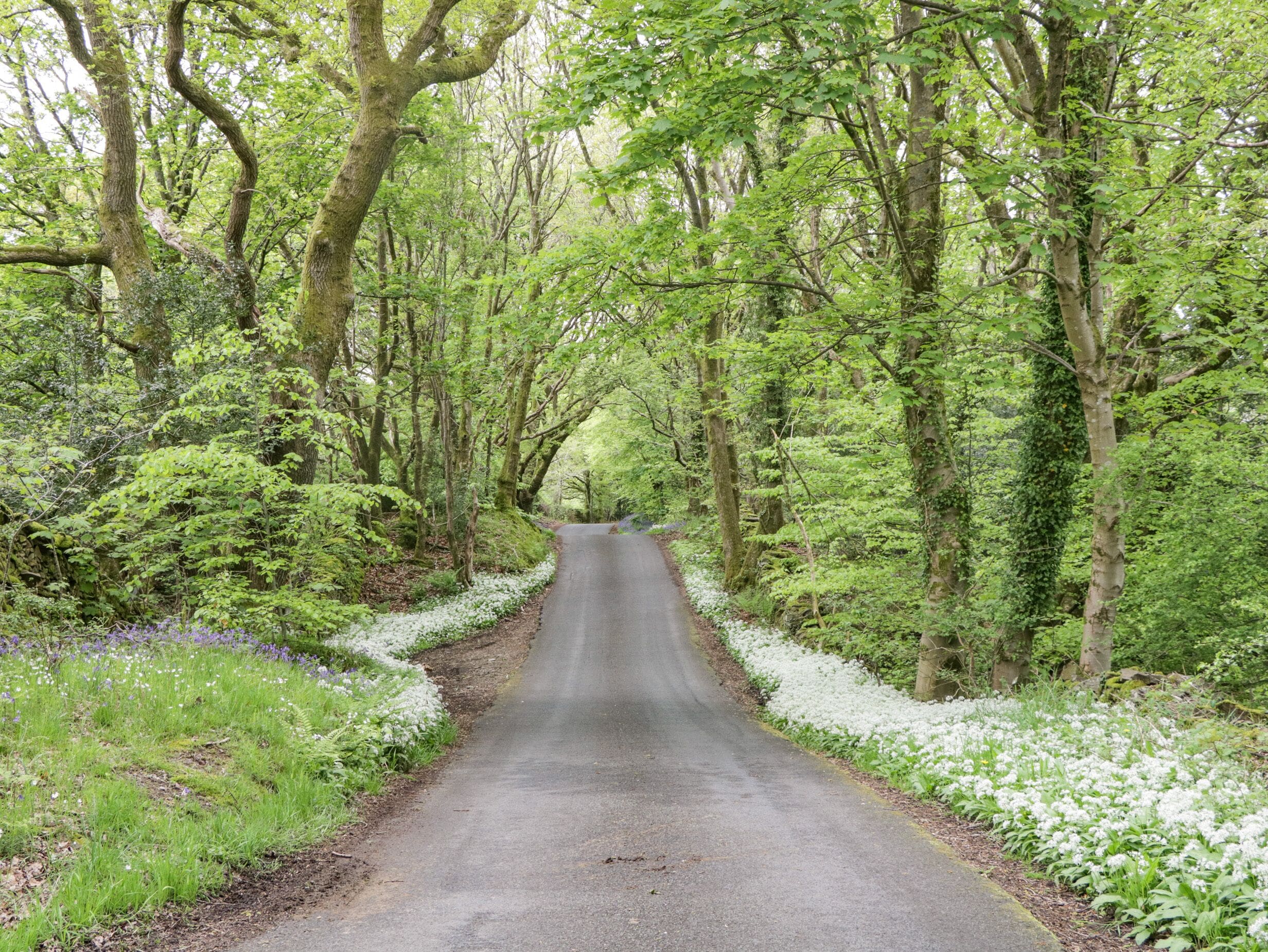 Une route étroite bordée d’arbres touffus et de fleurs blanches.