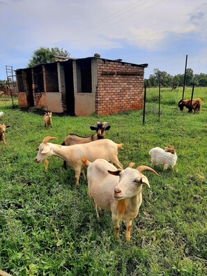 Áreas de la propiedad