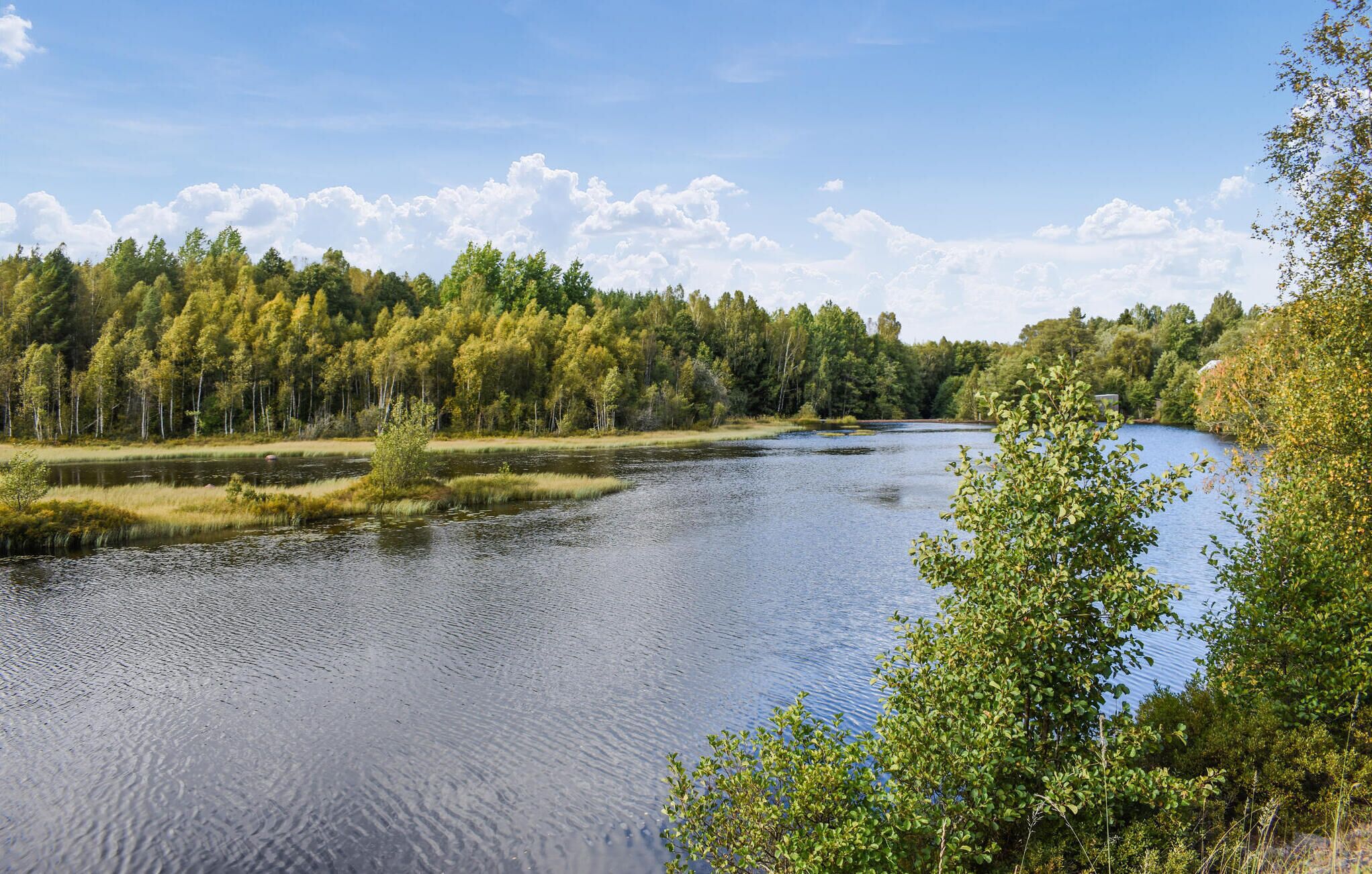 A calm river surrounded by dense forest and a clear sky.