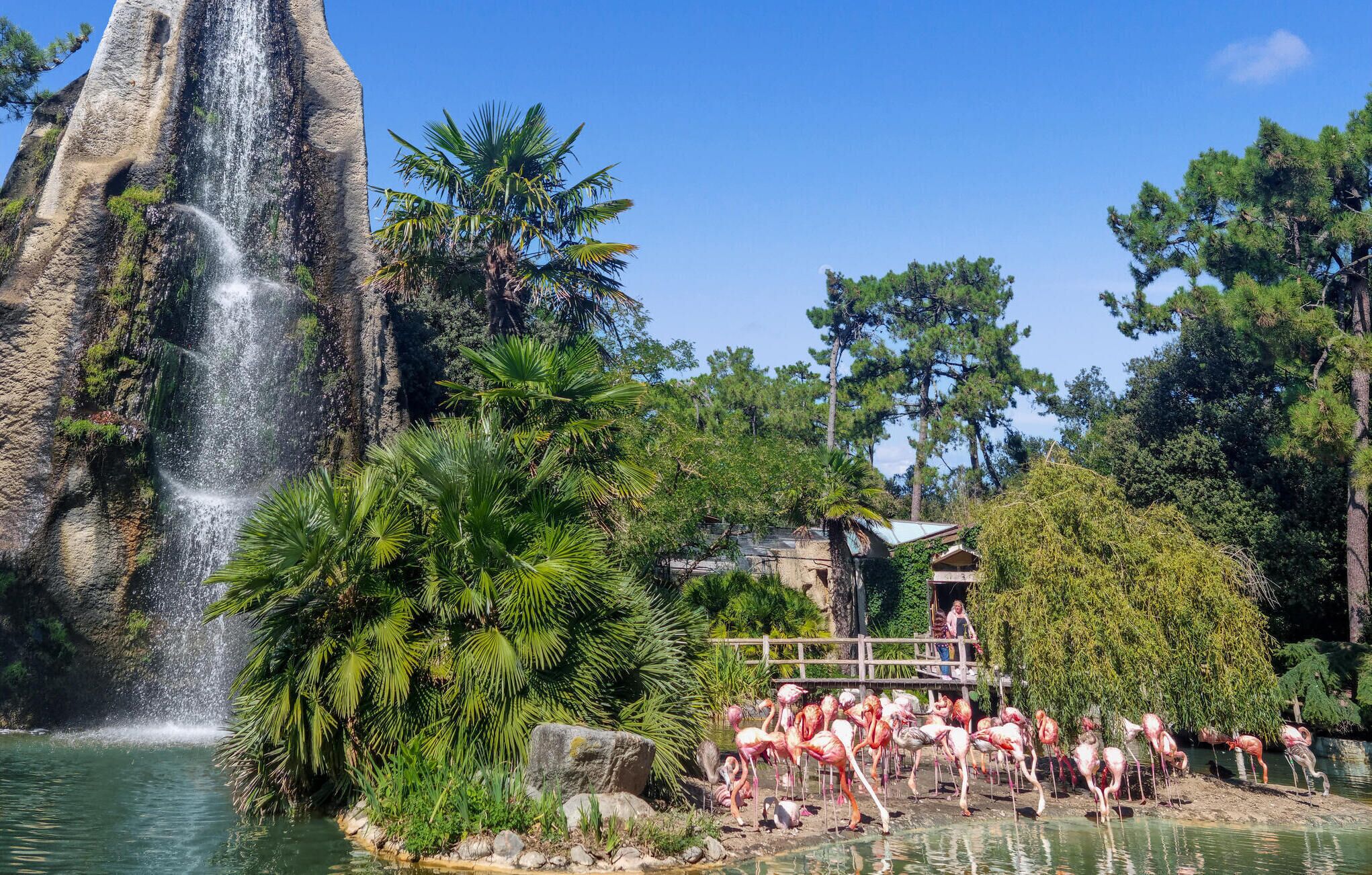 Une cascade, un étang où nagent des flamants roses et une structure en bois.