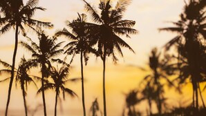 Les silhouettes de palmiers se découpent sur le ciel au coucher du soleil.