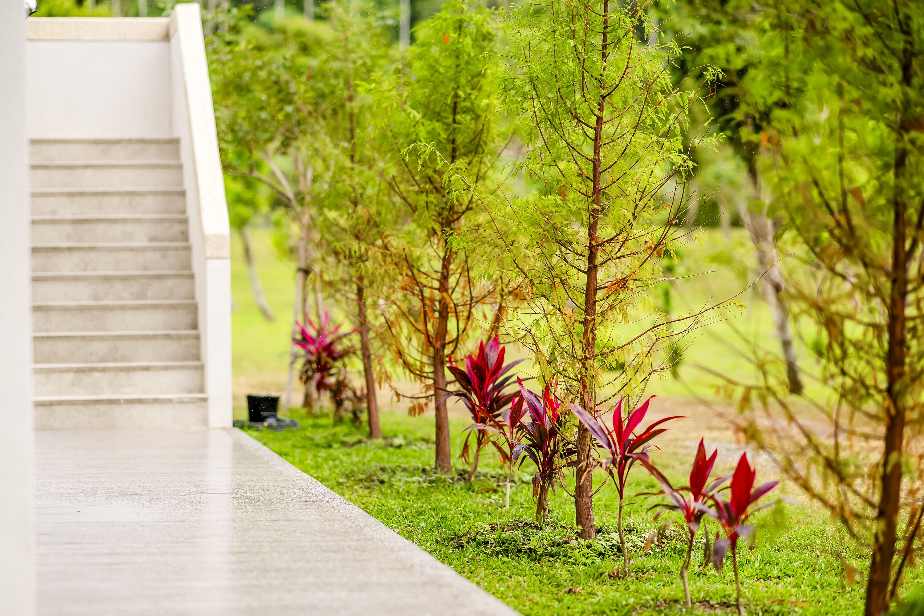 A pathway leading to a staircase surrounded by lush greenery and small plants.