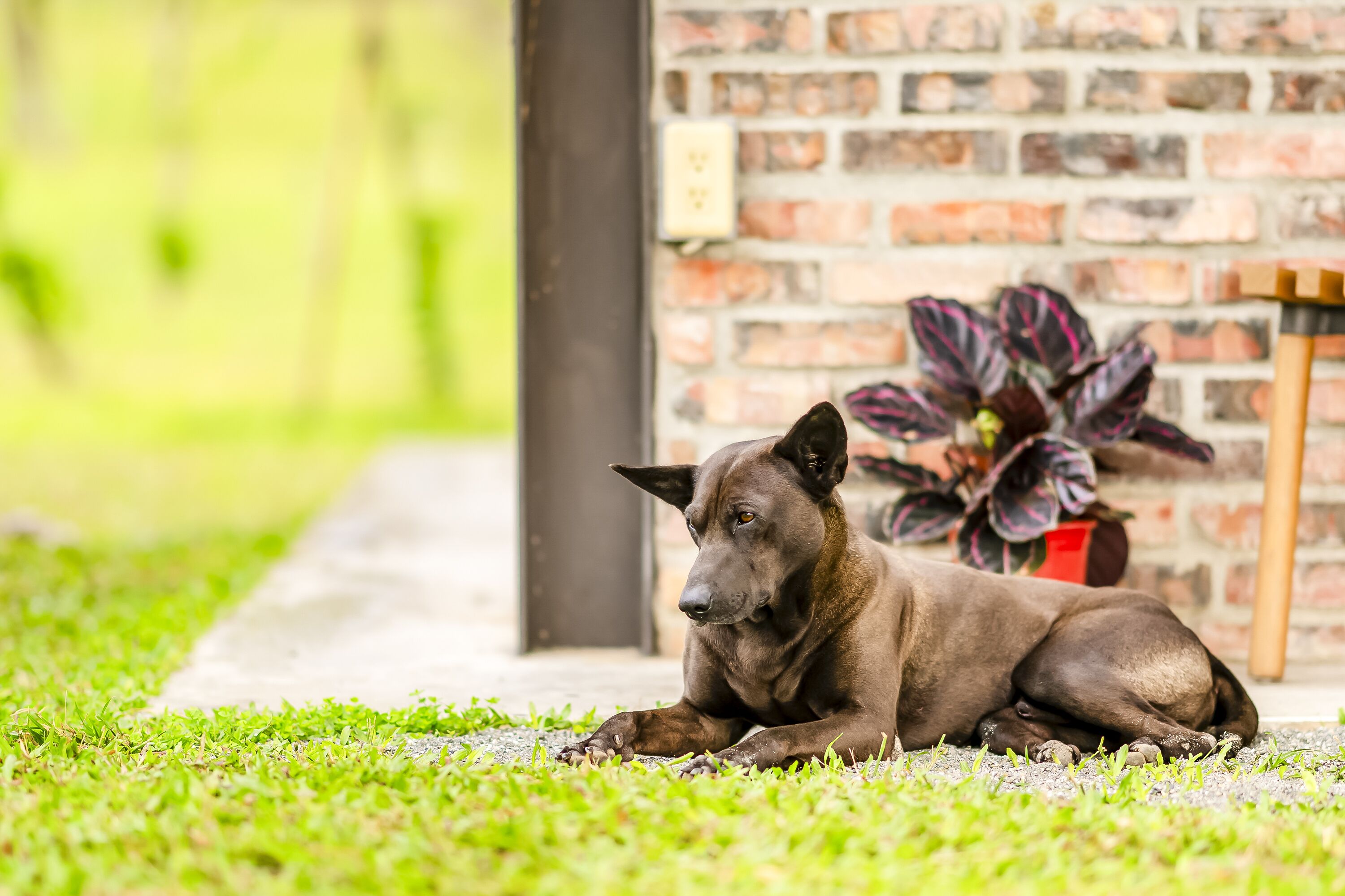 A dog lying on grass in front of a brick wall.