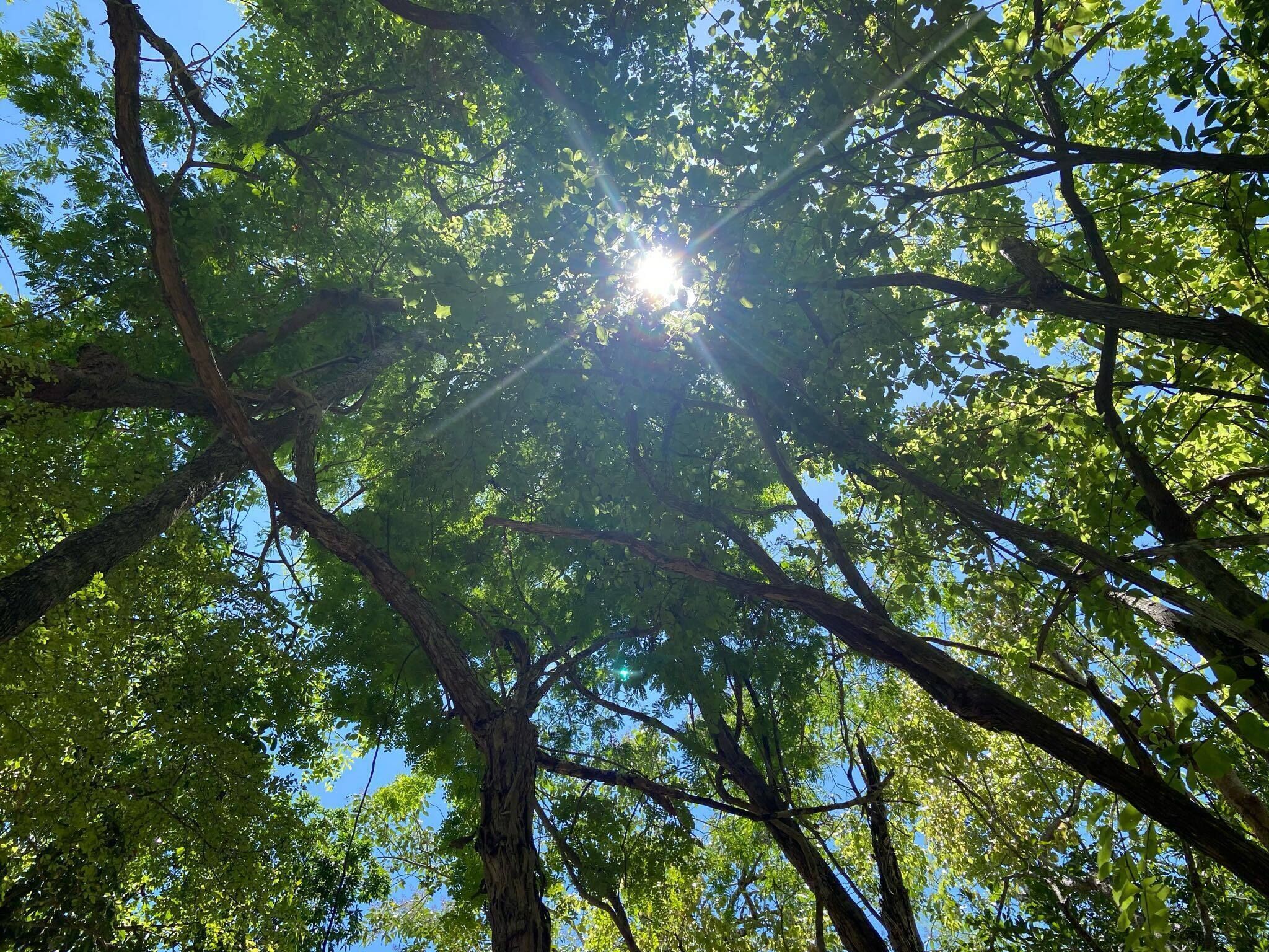 A view of a forest canopy with sunlight filtering through the leaves.