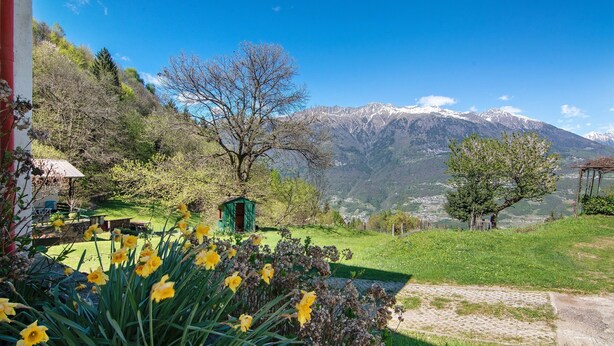 Un jardín con narcisos, un cobertizo verde y montañas al fondo.