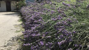Un sendero de grava que conduce a un edificio con una puerta oscura, rodeado de densos arbustos de lavanda.