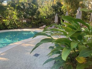 Ein Swimmingpool mit Liegestühlen und Sonnenschirmen, umgeben von üppiger Vegetation.