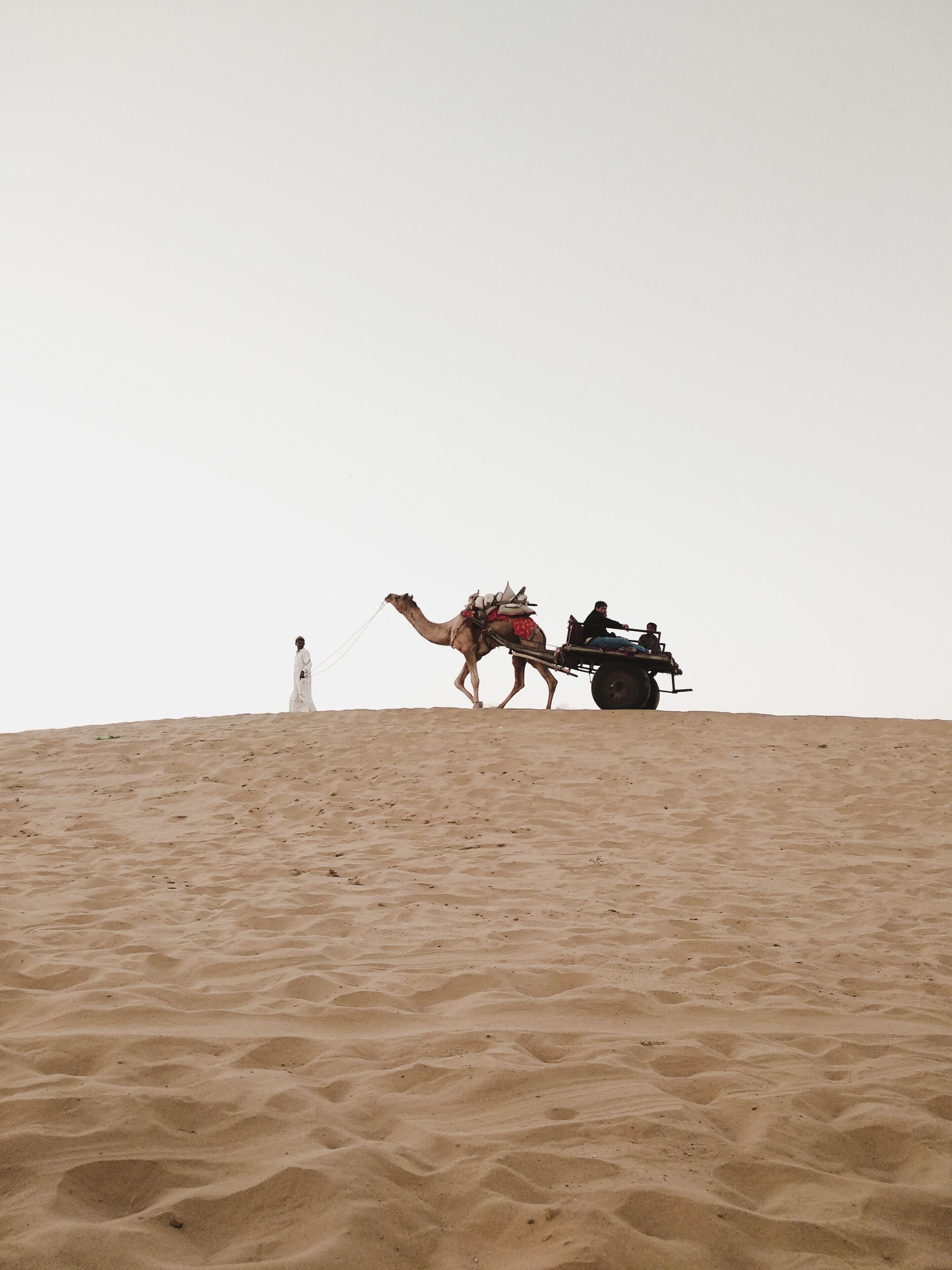 A camel pulling a cart on a sandy hill.
